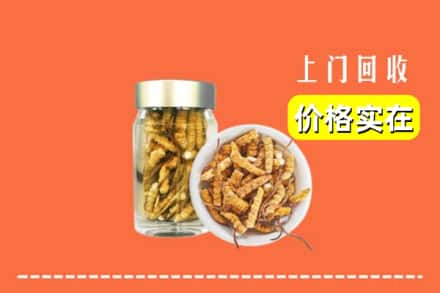 丽江玉龙县回收散虫草