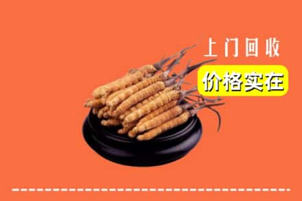 丽江玉龙县回收冬虫夏草